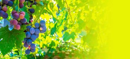 A branch of grape leaves against a clear blue sky. Copy space. photo