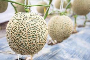 Fresh green Japanese cantaloupe melons plants growing in organic greenhouse garden photo