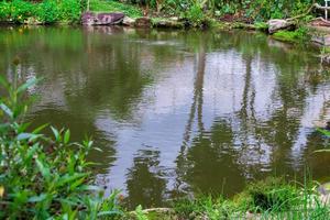 backyard garden pond with green plant photo