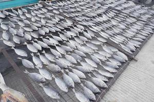 pescado de los pescadores que se secan al sol para que sea más duradero, el proceso de elaboración del pescado salado foto