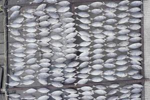 fish from fishermen that are dried in the sun to make it more durable, the process of making salted fish photo