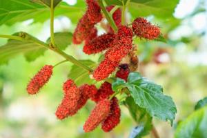 Fresh red mulberry fruits on tree branch photo