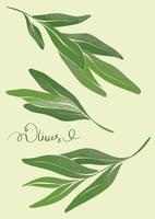 Green branches of olive tree with texture. Botanical drawing in modern style. Fresh greens for design. vector