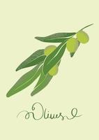 Olive branch with ripe olives. Illustration of local farming. Botanical drawing in modern style. Fresh greens for design. vector