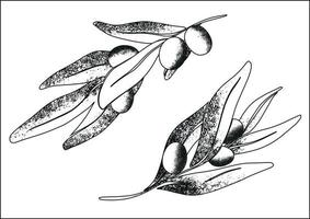 Branches of olives with ripe olives. Black and white illustration with texture. Botanical drawing in linear style. Separate elements on a white background. vector