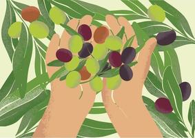 Hands holding a handful of ripe olives. Harvesting at a local farm. Botanical drawing in modern style. Fresh greens for ecological design. vector