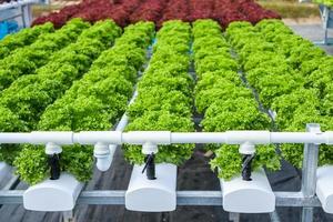 planta de ensalada de lechuga de hojas verdes orgánicas frescas en sistema de granja de vegetales hidropónicos foto