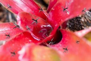 muchos mosquitos vuelan sobre el agua estancada en la planta de hojas en el jardín foto