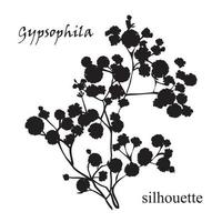 Branch of beautiful hand-drawn silhouette gypsophila vector