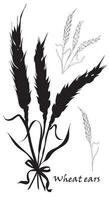 Ears of wheat tied. Black silhouette on white background vector