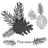 Fir tree branches with pine cone on white background vector
