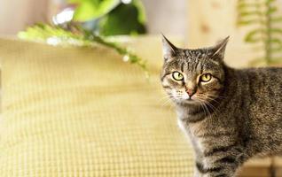 Striped tabby beige domestic cat with green eyes in home room in sunny against yellow pillow and home plants cute pets animals selective focus photo