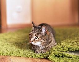 Striped tabby beige cat with green eyes lying on a green carpet and getting ready to jump in the home room cute pets animals photo
