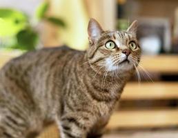 Striped tabby beige surprised domestic cat with green eyes looking up in home room in sunny against plants cute pets animals selective focus photo