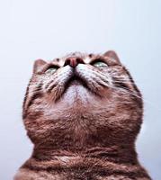 Portrait of mackerel striped tabby cat with red nose and white chin looks up poster design funny pets photo