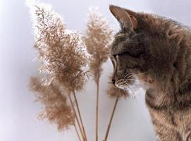 mackerel tabby striped gray cat near dry fluffy cane twigs, selective focus, neutral palette photo