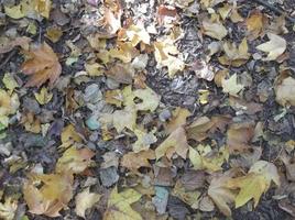 Autumn maple leaves in the park photo