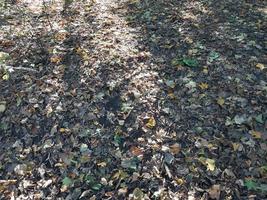 Autumn maple leaves in the park photo