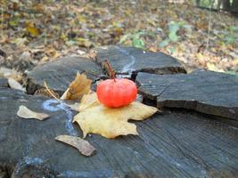 Pumpkin on the background of the autumn forest in Halloween photo