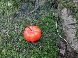 Pumpkin on the background of the autumn forest in Halloween photo