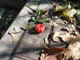 Pumpkin on the background of the autumn forest in Halloween photo