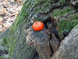 calabaza en el fondo del bosque de otoño en halloween foto