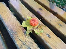 Pumpkin on the background of the autumn forest in Halloween photo