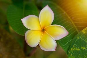 flores de frangipani amarillas. comúnmente conocido como plumeria, frangipani, árbol del templo. las flores son fragantes y son hierbas medicinales que se usan en combinación con la nuez de betel. se usa como remedio para la fiebre foto