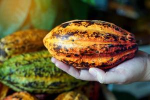 cacao, cacao, frutos secos de chocolate con forma de papaya en el tronco o las ramas. piel de calabaza, piel gruesa, los granos de cacao se procesan en chocolate. enfoque suave y selectivo. foto