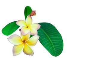 flores frangipani amarillas aisladas comúnmente conocidas como plumeria, frangipani, árbol del templo. las flores son fragantes y son hierbas medicinales que se usan en combinación con la nuez de betel. enfoque suave y selectivo. foto