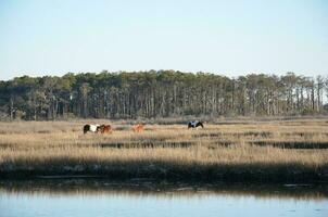 a lake or river with brown grasses and shore and horses photo