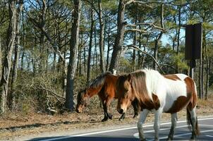 brown and white wild horses walking on the road photo