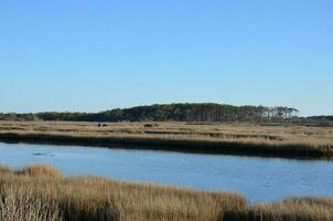 a lake or river with brown grasses and shore and horses photo