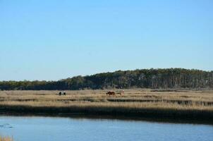 a lake or river with brown grasses and shore and horses photo