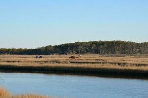 a lake or river with brown grasses and shore and horses photo