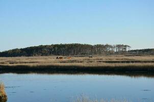 a lake or river with brown grasses and shore and horses photo