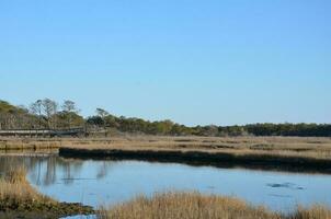 a lake or river with brown grasses and shore photo