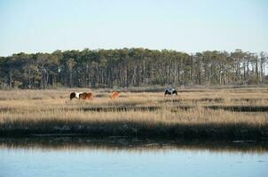 a lake or river with brown grasses and shore and horses photo