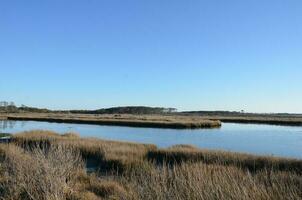 a lake or river with brown grasses and shore and horses photo