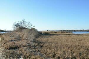 a lake or river with brown grasses and shore photo