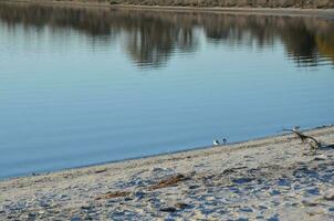 a lake or river with brown grasses and shore with sand and birds photo