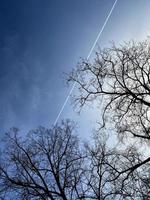 Airplane in the sky view from below through the crown of trees without foliage photo