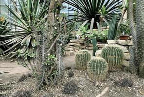 vista diferente del cactus en el invernadero en el jardín botánico foto