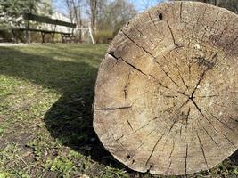 The cut down tree lies on the grass. Log from a tree in a section photo