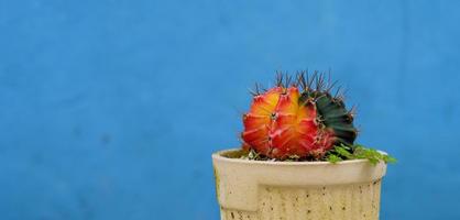 Cactus plants in old white pots on blue plaster walls. photo