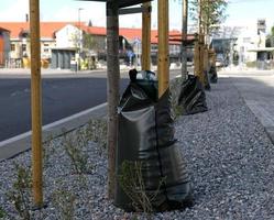 Watering irrigation bag tree. Plastic bag with water fixed at tree to water the tree permanently. Newly planted trees with green bags at roadside, cars passing. Trees in urban environment concept. photo