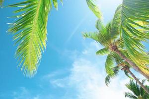 Summer background with coconut leaves and bright sky. photo