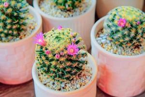lindo cactus en la mesa con hermosas flores foto