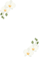 marco de ramo de flores de orquídeas phalaenopsis blancas png