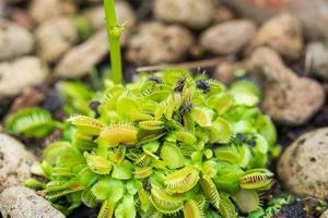 Venus flytrap Dionaea muscipula carnivorous plant close up photo